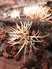 Pterula subulata
