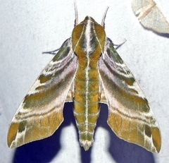 Darapsa versicolor