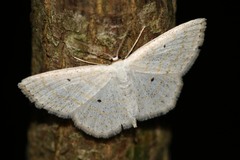 Scopula immutata