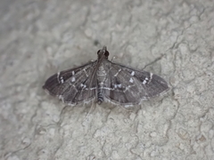 Diathrausta