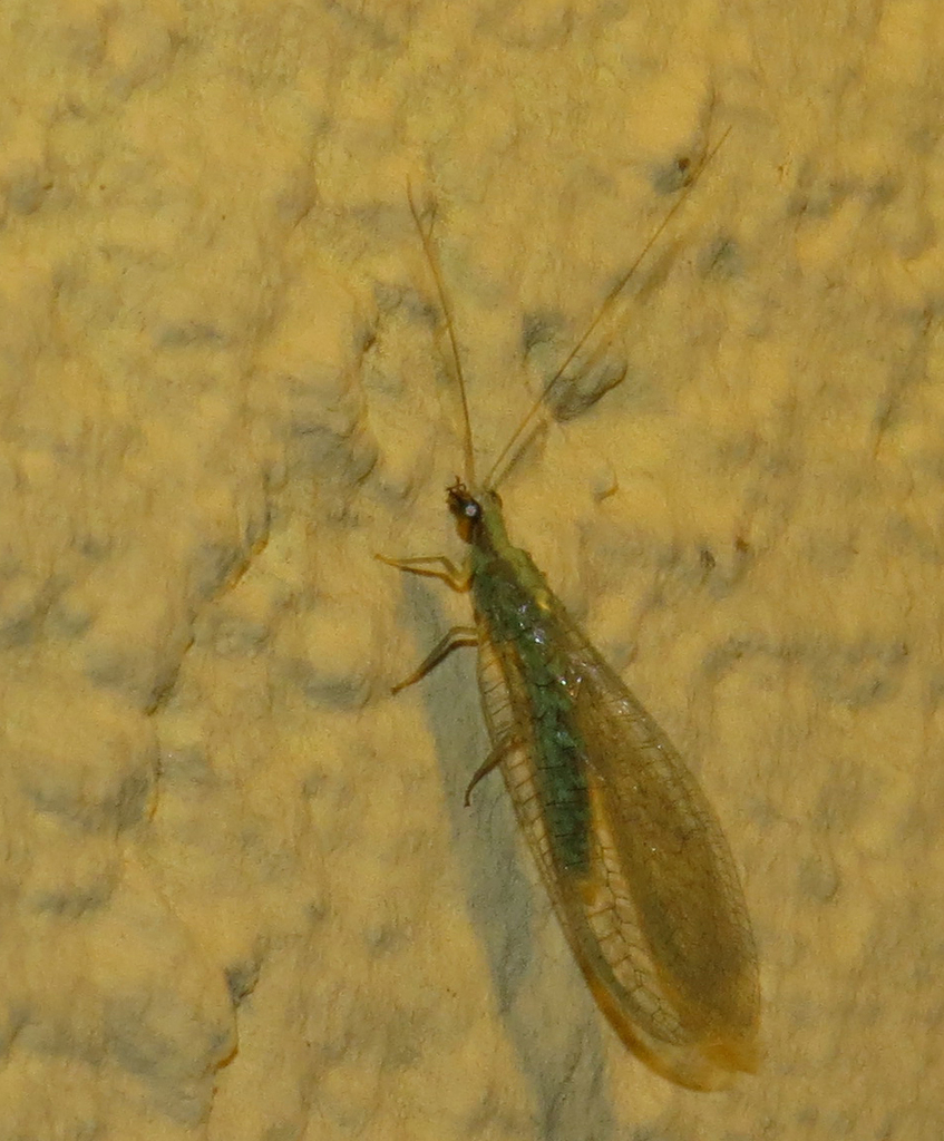 Apertochrysa clathrata