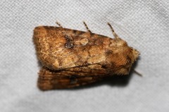 Atypha pulmonaris