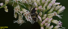 Lasiotrichius succinctus
