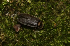 Lamprohiza splendidula