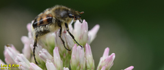 Lasiotrichius succinctus