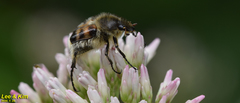 Lasiotrichius succinctus
