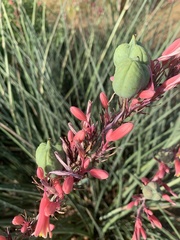 Hesperaloe parviflora