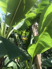 Musa