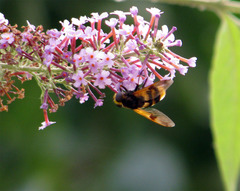 Volucella elegans
