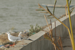 Chroicocephalus cirrocephalus