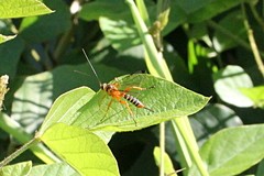 Echthromorpha agrestoria