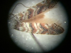 Cameraria hamadryadella