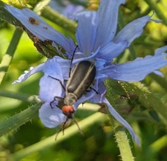 Epicauta atrata