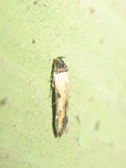 Chrysopeleiinae