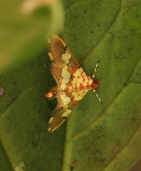 Aetholix flavibasalis