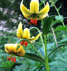 Lilium pyrenaicum