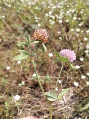 Trifolium pratense sativum
