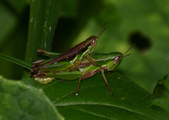 Spathosternum prasiniferum