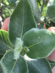 Salix cordata