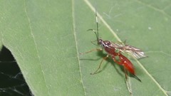 Ischnus inquisitorius