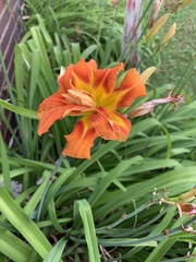 Hemerocallis fulva kwanso