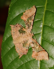 Krananda semihyalina