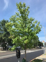 Liquidambar styraciflua