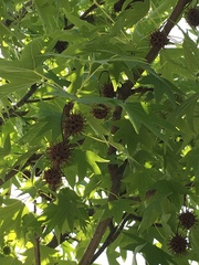 Liquidambar styraciflua