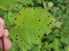 Diplocarpon