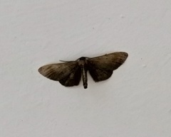 Hypochrosini