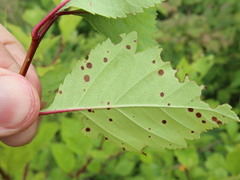 Diplocarpon