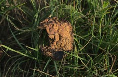 Agaricus praerimosus