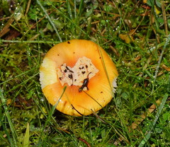 Amanita xanthocephala image