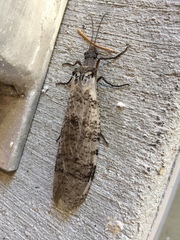 Dysmicohermes disjunctus