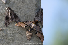 Amplypterus panopus
