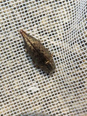 Dicerca tenebrica
