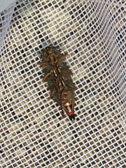 Dicerca tenebrica