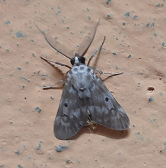 Sommeria marchalii