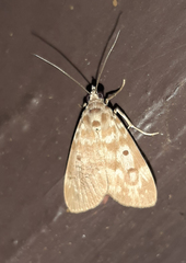 Sommeria marchalii
