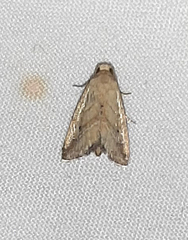 Lepidoptera