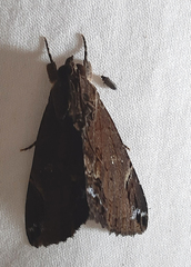 Ercheia