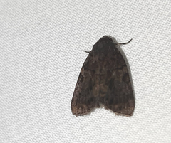 Lepidoptera