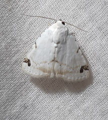 Lepidoptera