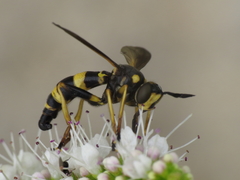 Conops ceriaeformis