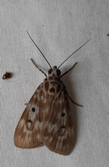 Sommeria marchalii