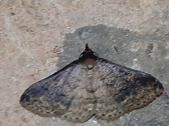 Lepidoptera