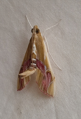 Agathodes ostentalis