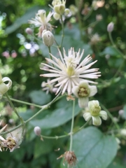 Clematis vitalba