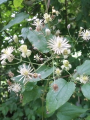 Clematis vitalba