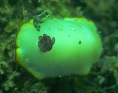 Goniobranchus sinensis